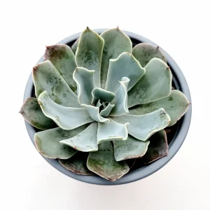 Echeveria 'Blue Frills' Succulent Live Plant - Blue-Green Rosette, Indoor/Outdoor - Image 5