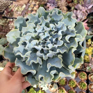 Echeveria 'Blue Frills' Succulent Live Plant - Blue-Green Rosette, Indoor/Outdoor - Image 9