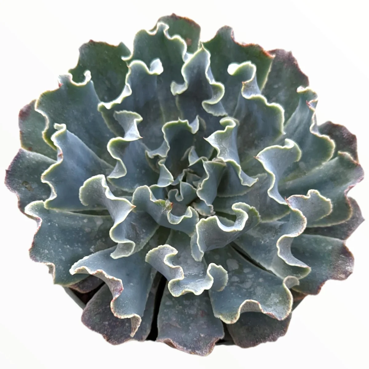 Echeveria 'Blue Frills' Succulent Live Plant - Blue-Green Rosette, Indoor/Outdoor - Image 1