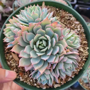 Echeveria 'Blue Mist' Succulent Live Plant - Whitish-Gray Rosettes, Easy Care - Image 1