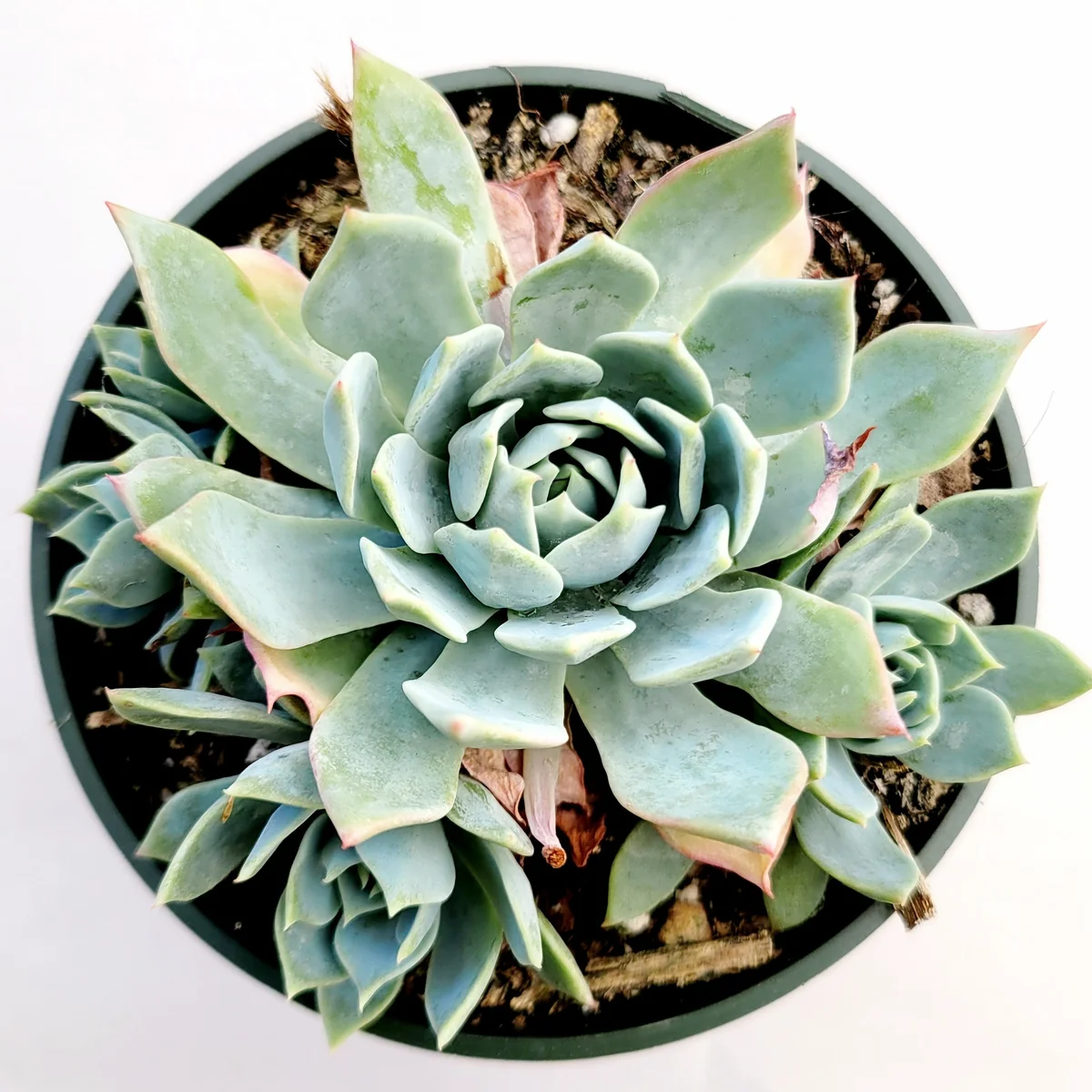 Echeveria 'Blue Mist' Succulent Live Plant - Whitish-Gray Rosettes, Easy Care - Image 5