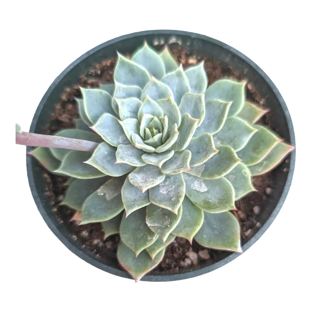 Echeveria 'Blue Mist' Succulent Live Plant - Whitish-Gray Rosettes, Easy Care - Image 6