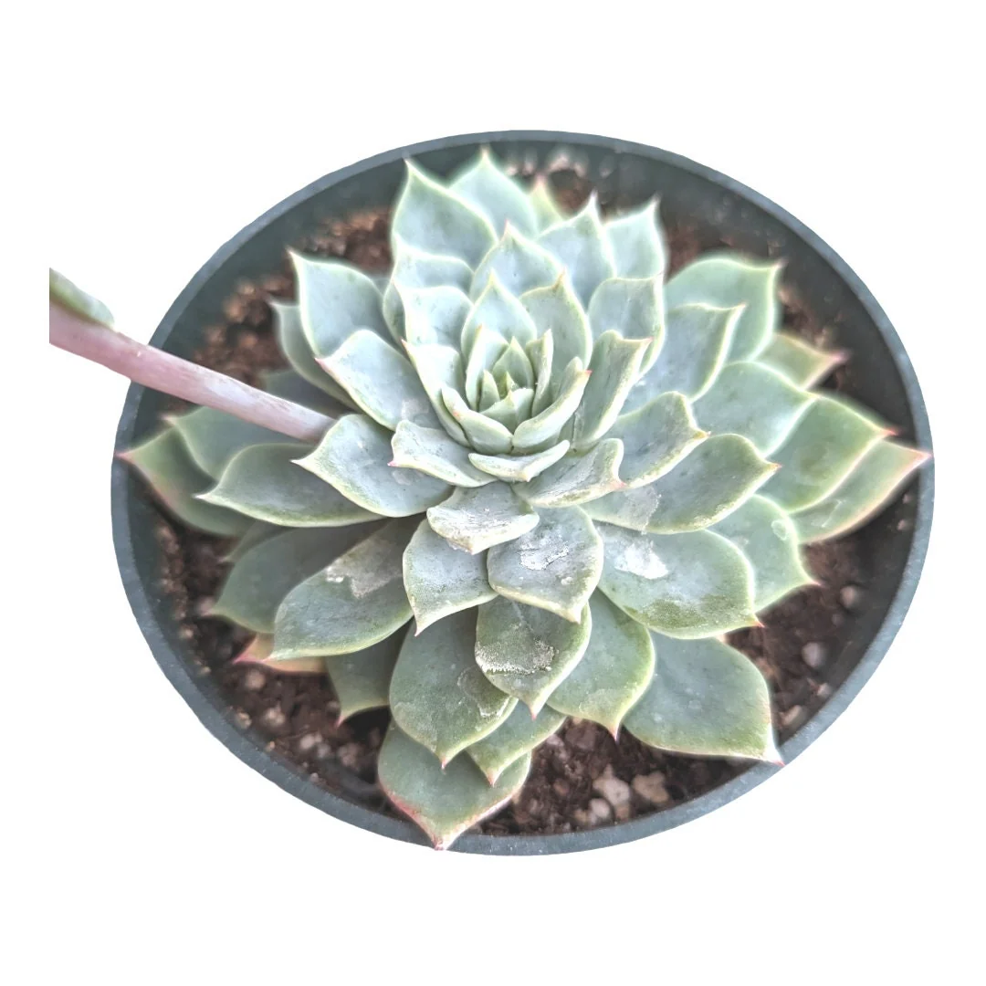 Echeveria 'Blue Mist' Succulent Live Plant - Whitish-Gray Rosettes, Easy Care - Image 7
