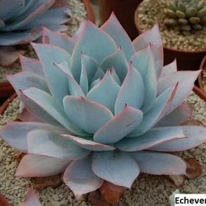 Echeveria Cante Seeds - 20 Pack for Stunning Succulent Collection - Image 1