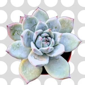 Echeveria colorata 'Brandtii' Succulent Plant - Live Plant - Easy Care - Image 3