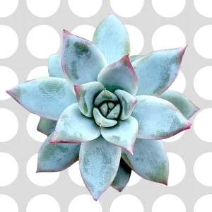 Echeveria colorata 'Brandtii' Succulent Plant - Live Plant - Easy Care - Image 1