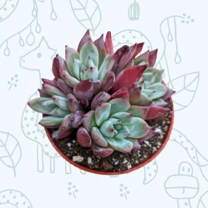 Echeveria colorata 'Brandtii' Succulent Plant - Live Plant - Easy Care - Image 4