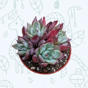 Echeveria colorata 'Brandtii' Succulent Plant - Live Plant - Easy Care - Image 5