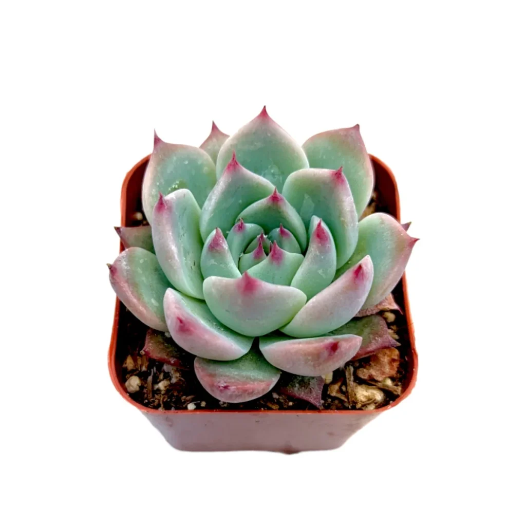 Echeveria Colorata Succulent Plant - Easy Care & Beautiful