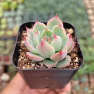Echeveria Colorata Succulent Plant – Live Potted Houseplant – Easy Care - Image 2