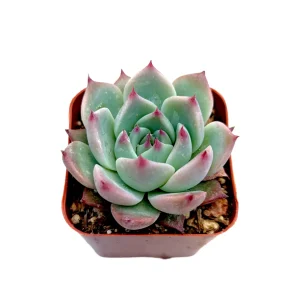 Echeveria Colorata Succulent Plant – Live Potted Houseplant – Easy Care - Image 1