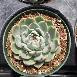 Echeveria Colorata Succulent Plant – Live Potted Houseplant – Easy Care - Image 7