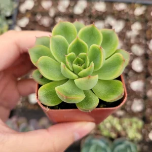 Echeveria 'Cris' Succulent Live Plant - Drought Tolerant Indoor/Outdoor - Image 2