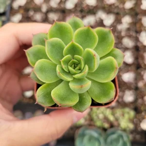 Echeveria 'Cris' Succulent Live Plant - Drought Tolerant Indoor/Outdoor - Image 3