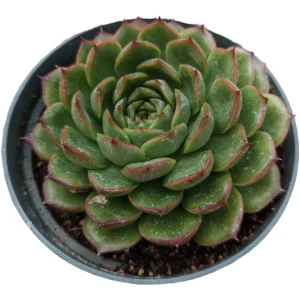 Echeveria 'Cris' Succulent Live Plant - Drought Tolerant Indoor/Outdoor - Image 6