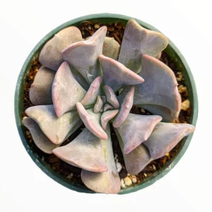 Echeveria 'Cubic Frost' Succulent Live Plant - Lilac Pink Wavy Leaves - Image 2