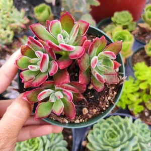 Echeveria 'Devotion' Live Succulent Plant - Vibrant Red Edges - Image 5