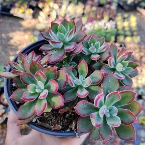 Echeveria 'Devotion' Live Succulent Plant - Vibrant Red Edges - Image 7