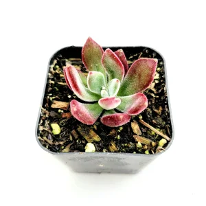 Echeveria 'Devotion' Succulent Live Plant - Vibrant Red Rosettes - Image 3