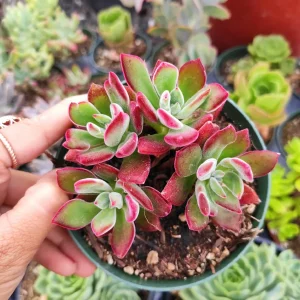 Echeveria 'Devotion' Succulent Live Plant - Vibrant Red Rosettes - Image 6