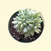 Echeveria Elegans Crest Succulent Live Plant - Low Maintenance Indoor/Outdoor - Image 1