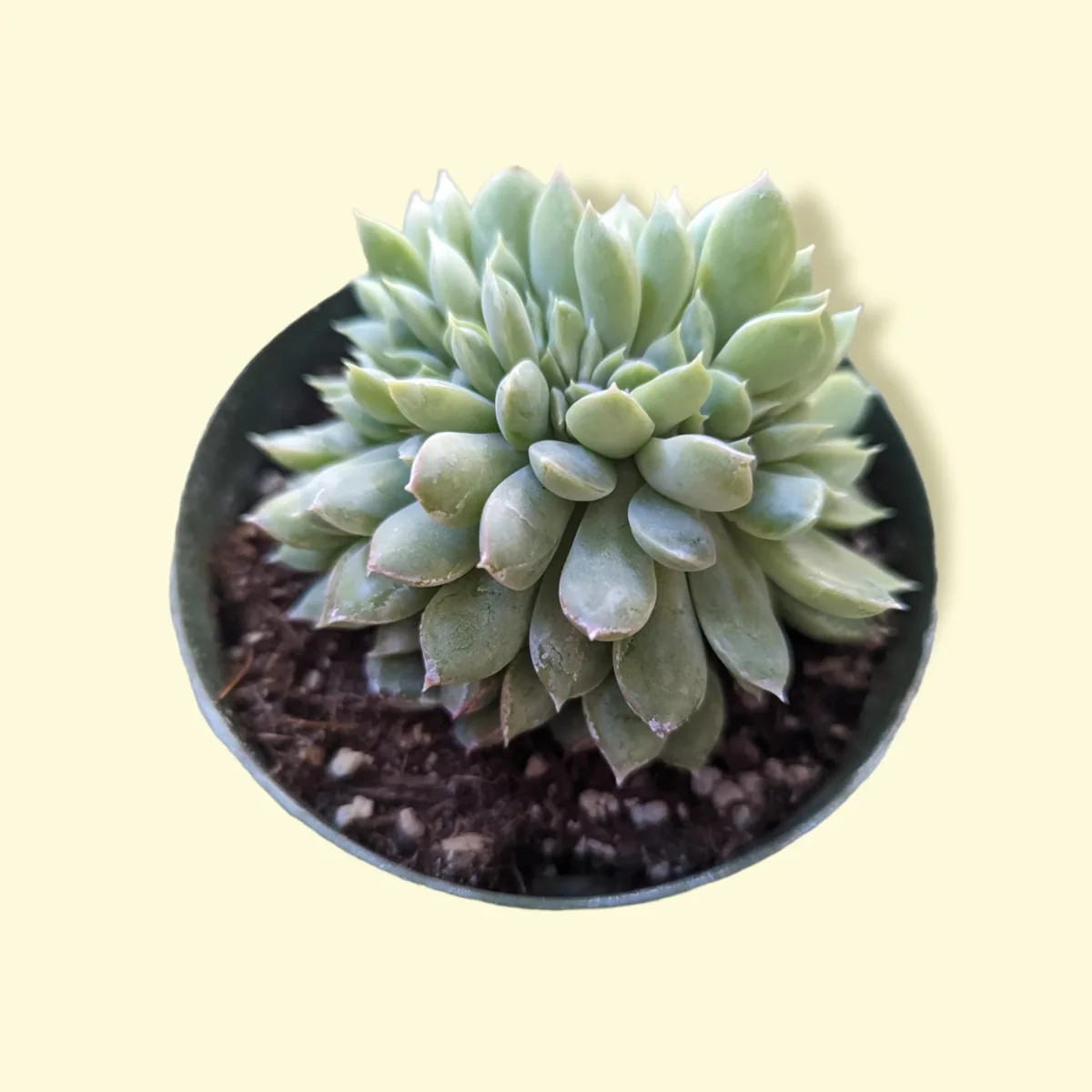 Echeveria Elegans Crest Succulent Live Plant - Low Maintenance Indoor/Outdoor - Image 2