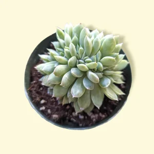 Echeveria Elegans Crest Succulent Live Plant - Low Maintenance Indoor/Outdoor - Image 1