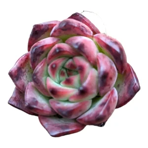 Echeveria Fire Pillar Live Succulent Plant - Drought Tolerant - Image 2