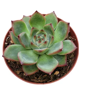 Echeveria Fire Pillar Live Succulent Plant - Drought Tolerant - Image 1