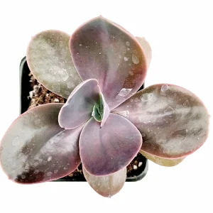 Echeveria gibbiflora ‘Metallica’ Succulent Plant – Live Potted Succulent - Image 2