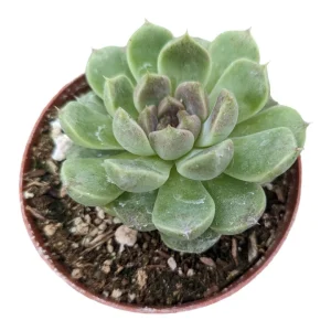 Echeveria Grape Ice Succulent Plant - Live Indoor Houseplant - Image 1