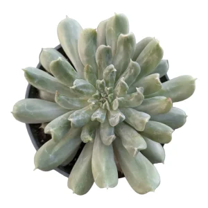 Echeveria 'Irish Mint' Succulent Live Plant - Drought Tolerant - Image 3