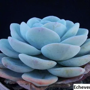 Echeveria Laui Seeds - 20 Pack - Succulent Plant Seeds - Indoor/Outdoor - Image 4