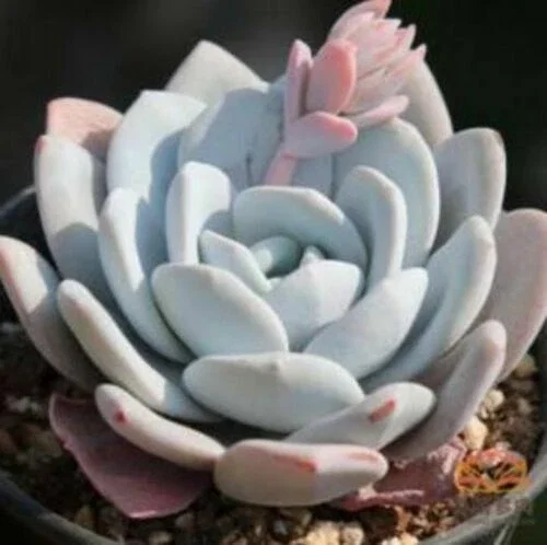 Echeveria Laui Seeds - Rare Succulent Cactus Seed Pack (10-50 Seeds) - Image 2