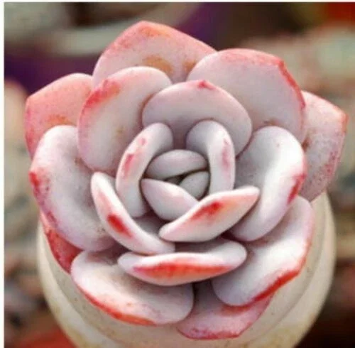 Echeveria Laui Seeds - Rare Succulent Cactus Seed Pack (10-50 Seeds) - Image 3