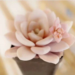 Echeveria Laui Seeds - Rare Succulent Cactus Seed Pack (10-50 Seeds) - Image 4