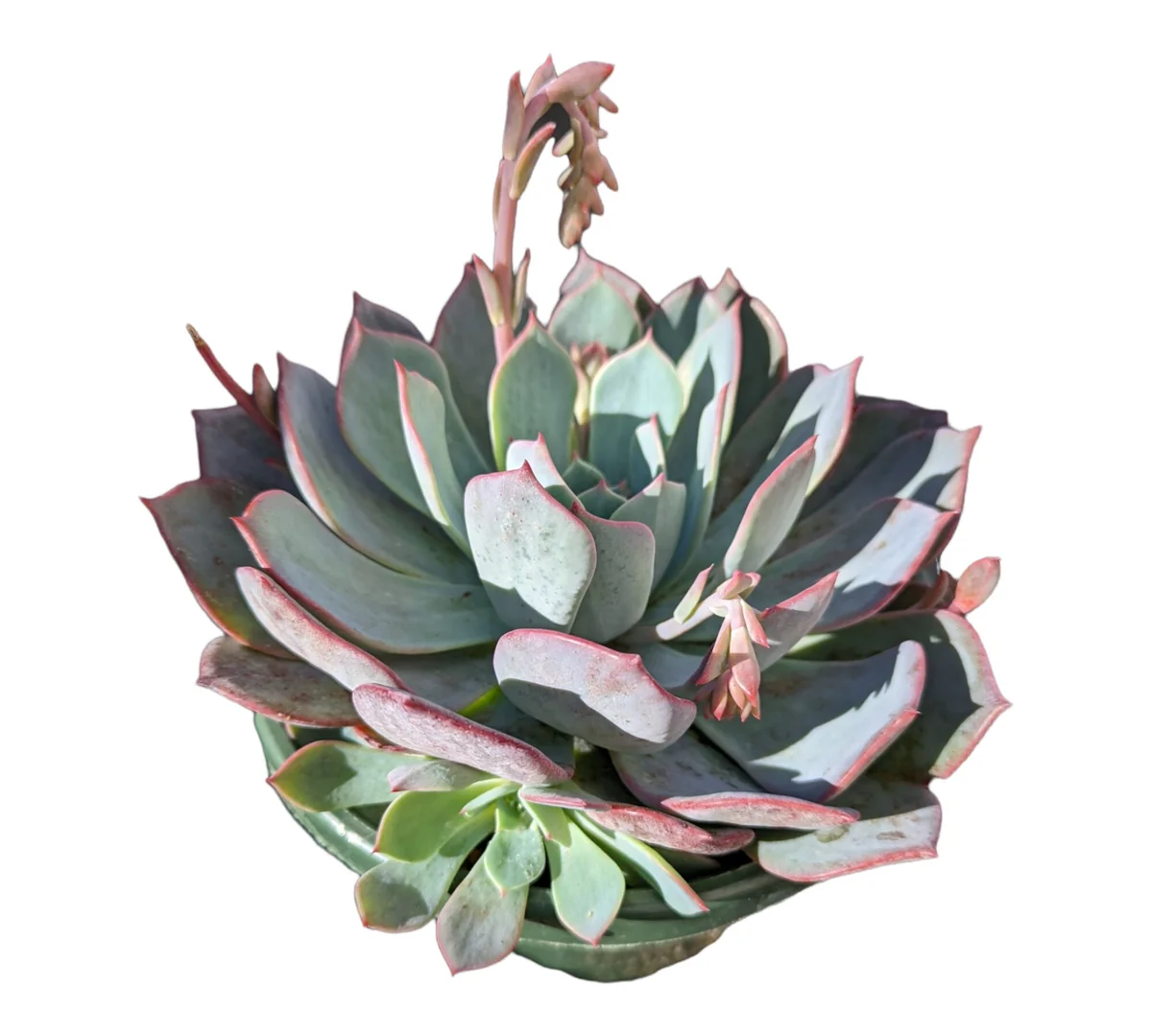 Echeveria Laulensis Succulent Live Plant - Drought Tolerant Houseplant - Image 10