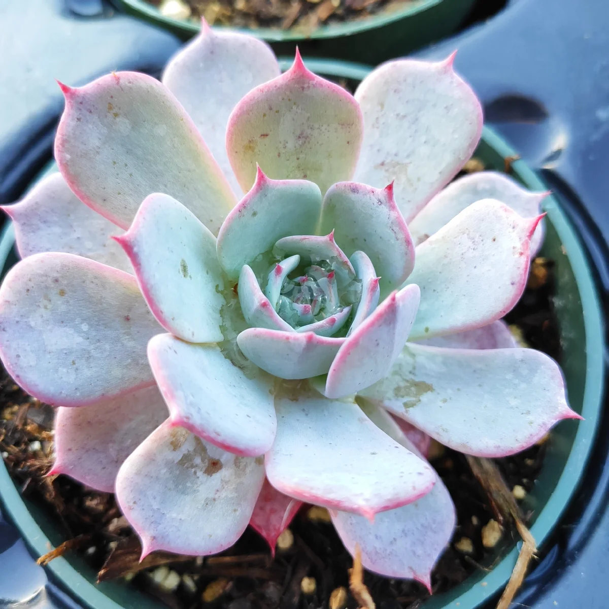 Echeveria Laulensis Succulent Live Plant - Drought Tolerant Houseplant - Image 3