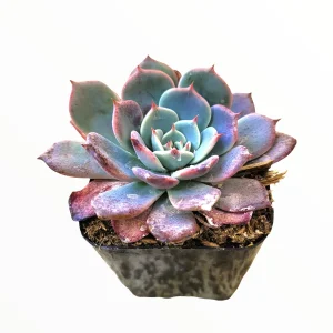 Echeveria Laulensis Succulent Live Plant - Drought Tolerant Houseplant - Image 5