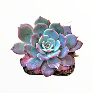 Echeveria Laulensis Succulent Live Plant - Drought Tolerant Houseplant - Image 6