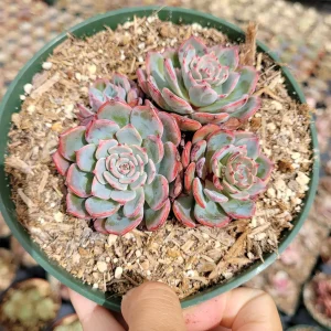 Echeveria Laulensis Succulent Live Plant - Drought Tolerant Houseplant - Image 7
