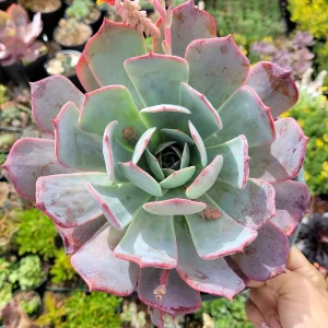 Echeveria Laulensis Succulent Live Plant - Drought Tolerant Houseplant - Image 9