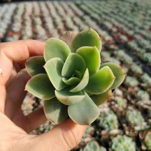 Echeveria 'Lemon Lime' Succulent Live Plant - Drought-Tolerant Indoor/Outdoor - Image 2
