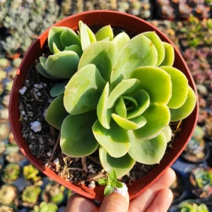 Echeveria 'Lemon Lime' Succulent Live Plant - Drought-Tolerant Indoor/Outdoor - Image 5
