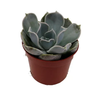 Echeveria Lilacina Succulent Live Plant – White Ghost Desert Rose – 2.5 Inch Pot – Indoor - Image 4
