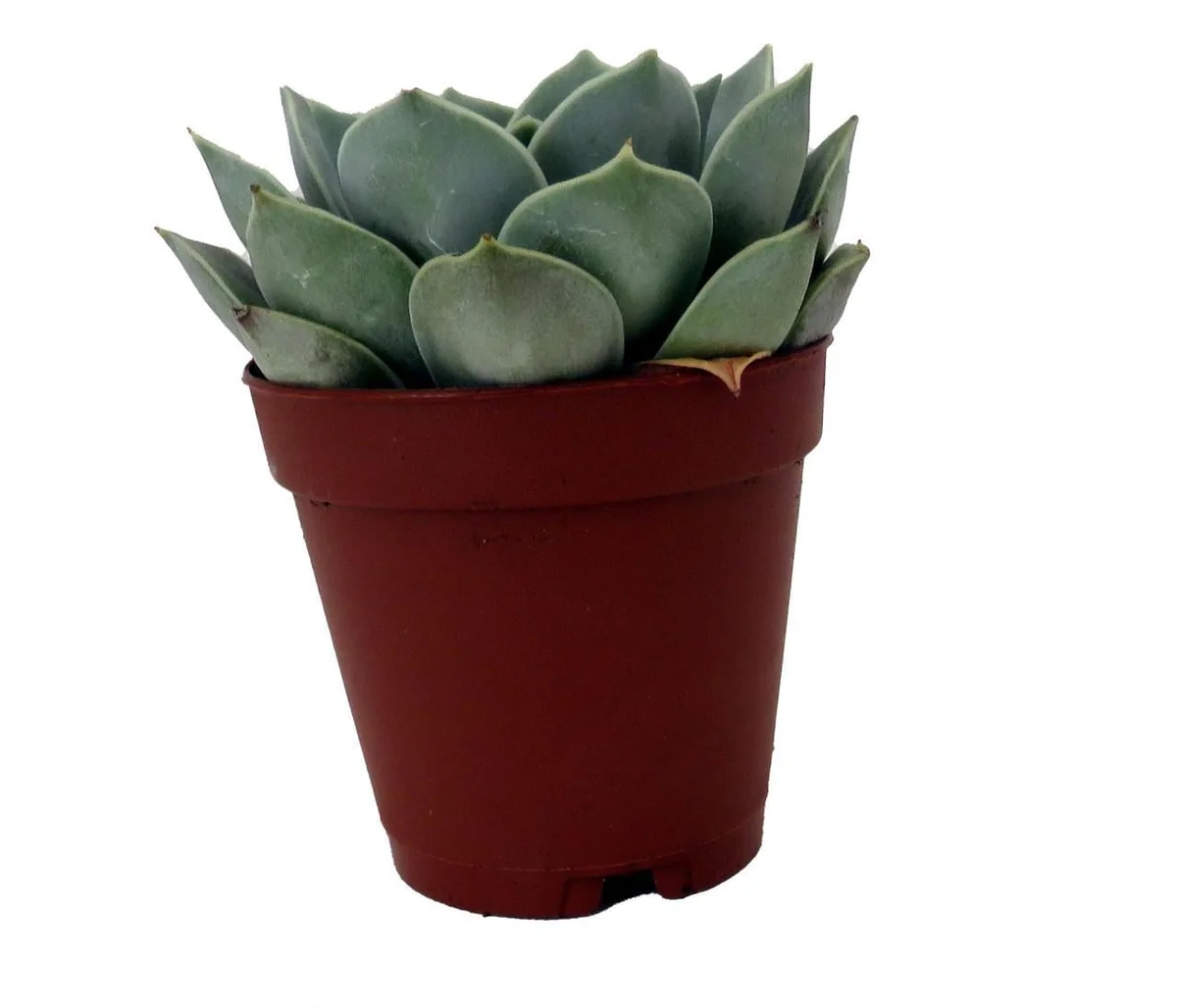 Echeveria Live Succulent Plant – 2 inch Pot – Easy Care Indoor Plant - Image 3