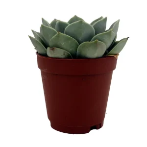 Echeveria Live Succulent Plant – 2 inch Pot – Easy Care Indoor Plant - Image 1