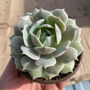 Echeveria Lola Succulent Live Plant - Easy Care, Drought Tolerant, 4 inch Pot - Image 1