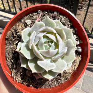Echeveria Lola Succulent Live Plant - Easy Care, Drought Tolerant, 4 inch Pot - Image 4