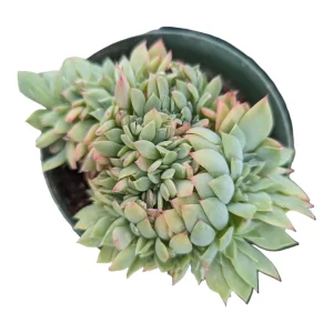Echeveria Luella Crest Succulent Plant - Live Succulent for Indoors/Outdoors - Image 1